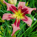 Rudolph The Red-Nosed Reindeer Daylily