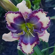 Spacecoast Blue Believer Daylily