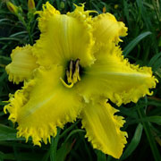 Spacecoast Contrary Canary Daylily