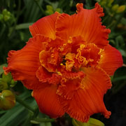 Spacecoast Double Lava Java Daylily