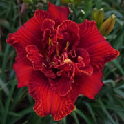 Spacecoast Fires of Mordor Daylily