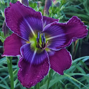 Spacecoast Medieval Mask Daylily