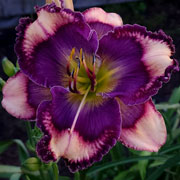 Spacecoast Peace of Mind Daylily