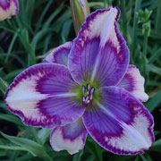 Spacecoast Smooth Operator Daylily