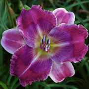 Spacecoast That's My Jam Daylily