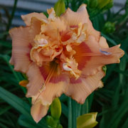 Spacecoast Double Tootie Fruity Daylily