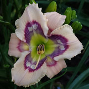 Spacecoast Toy Soldier Daylily