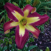 Spacecoast Frequent Flyer Daylily