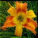Saber Tooth Tiger Daylily