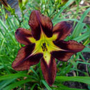 Sable-Perfection Daylily