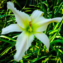 Snowflakes and Cashmere Daylily