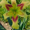 Sonic Duck Daylily