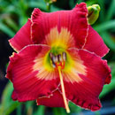 Spacecoast Berry Patch Daylily