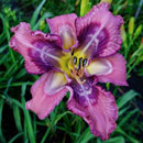 Spacecoast Boundary-Waters Daylily