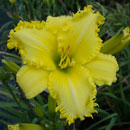 Spacecoast Butter Finger Daylily