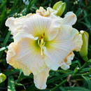 Spacecoast-Christmas-Pearl Daylily