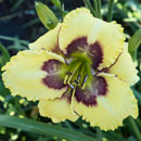 Spacecoast Divide and Conquer Daylily