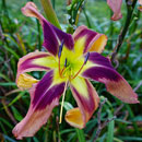 Spacecoast Eye of The Tiger Daylily