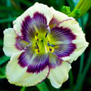 Spacecoast Heavenly Butterfly Daylily