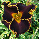 Spacecoast Hollywood Knights Daylily
