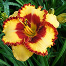 Spacecoast Hugs And Kisses Daylily