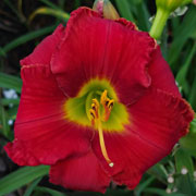 Spacecoast Little Red Ninja Daylily