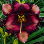Spacecoast Mighty Little Man Daylily