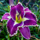 Spacecoast Moonlight Orchid Daylily