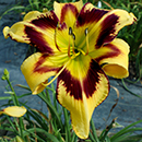 Spacecoast-Painted-Feather Daylily