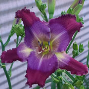 Spacecoast Peace Maker Daylily