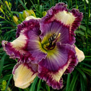 Spacecoast Picture Perfect Pose Daylily