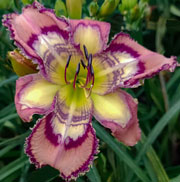 Spacecoast Rave Reflections Daylily