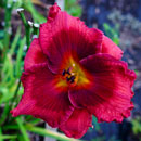 Spacecoast Red Dazzler Daylily