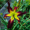 Spacecoast Red Dragon Daylily