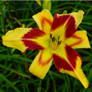 Spacecoast Red Eyed Monster Daylily