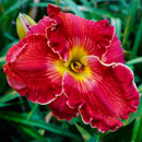 Spacecoast Red Mammoth Daylily