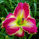 Spacecoast Rose Queen Daylily