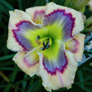 Spacecoast Singing The Blues Daylily