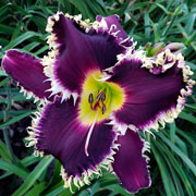 Spacecoast Spike The Punch Daylily