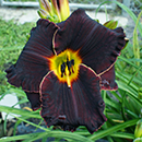 Spacecoast The Black Hole Daylily