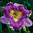 Spacecoast The Great Divide Daylily