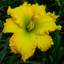 Spacecoast The Green Mile Daylily