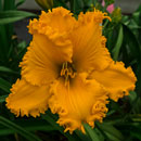 Spacecoast Thor's Hammer Daylily