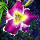 Spacecoast Vampire Butterfly Daylily