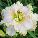 Spacecoast White Christmas Daylily