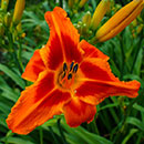 Stop The Car Daylily