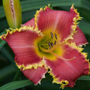 The Orthodontist Daylily