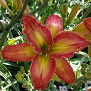 The Thang Daylily