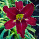 Webster's-Red-Bloomers Daylily