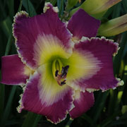 Swoop Daylily